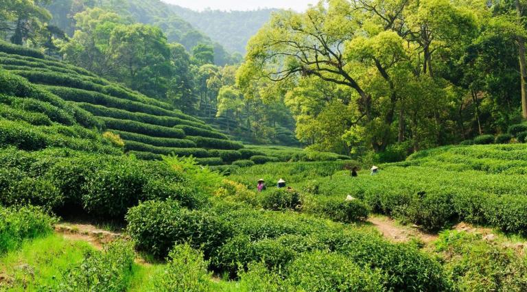 Home to longjing Tea-Longjing village